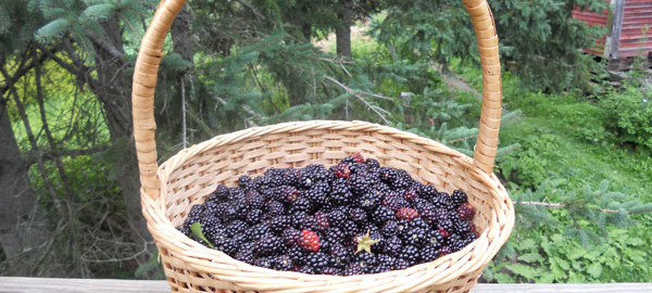 A basket of blackberries